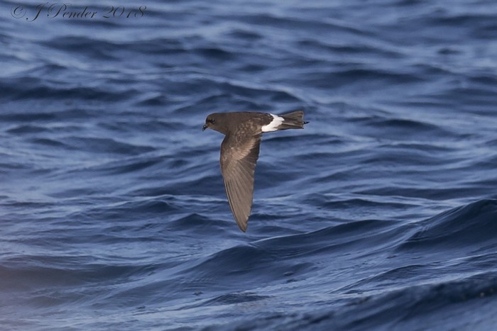 Wilson's Petrel