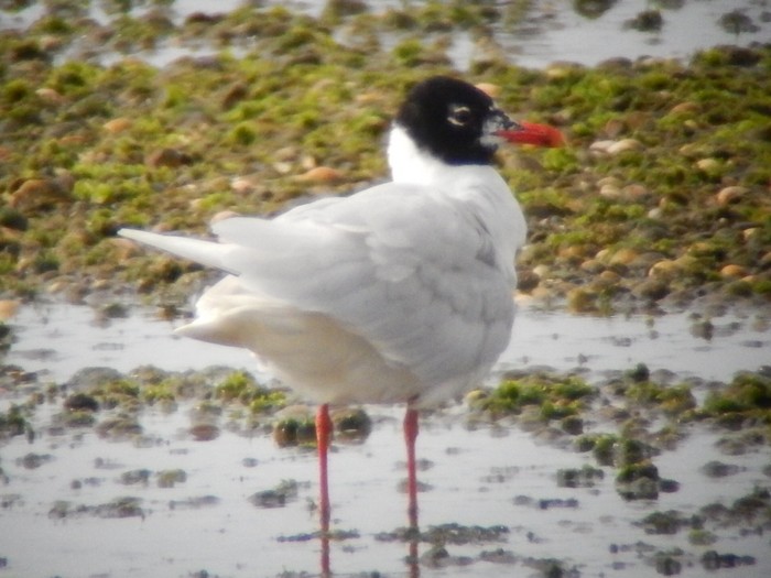 Mediterranean Gull