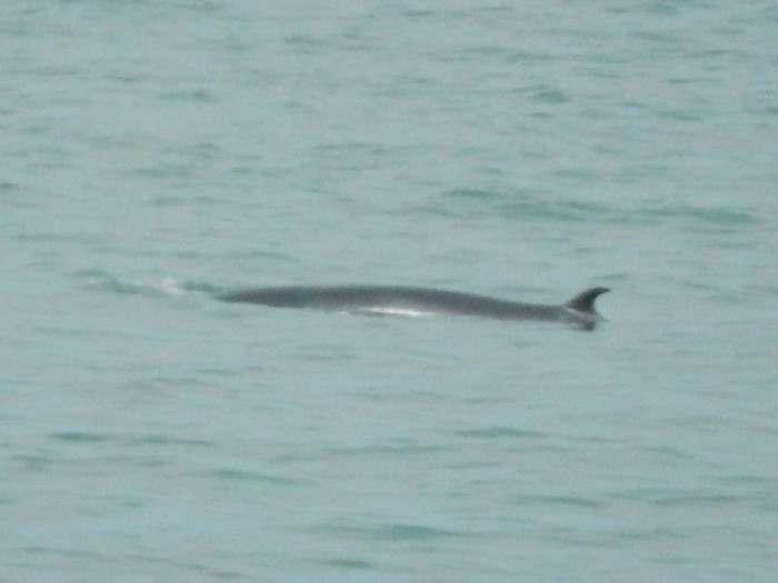 Minke Whale