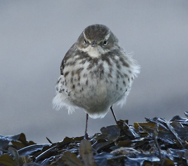 Water Pipit