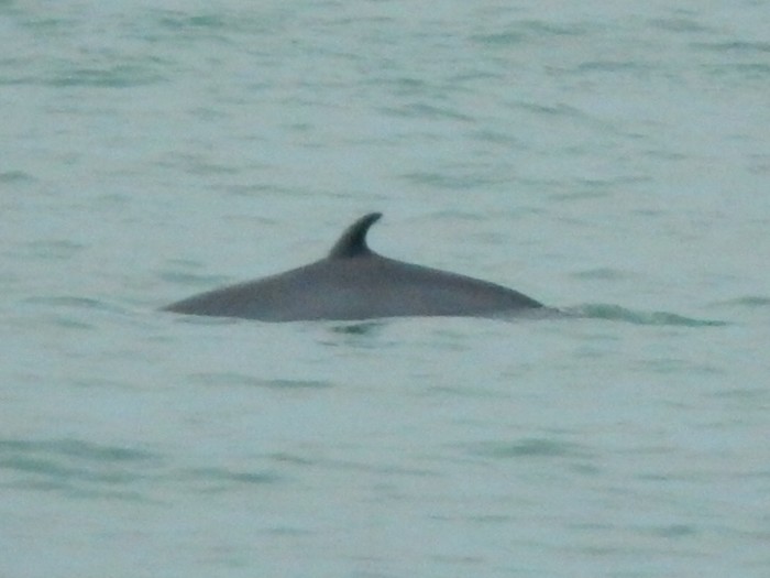 Minke Whale