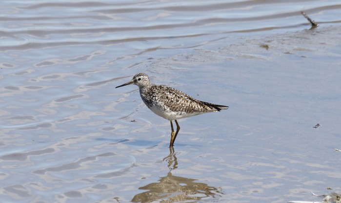 Lesser Yellowlegs