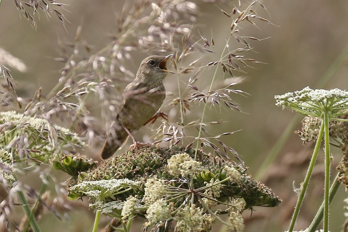 Grasshopper Warbler