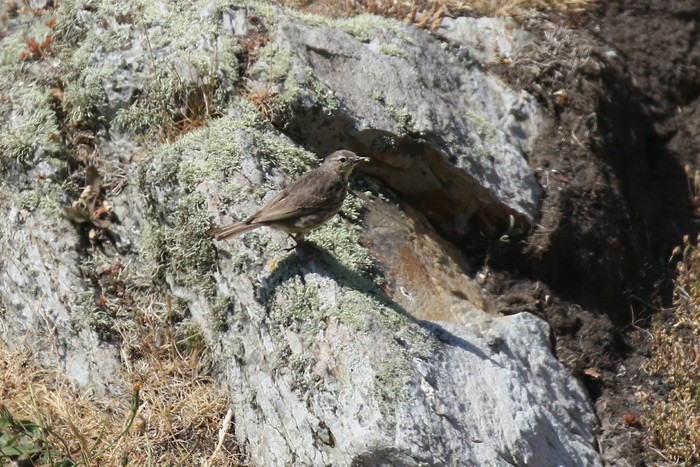 Rock Pipit