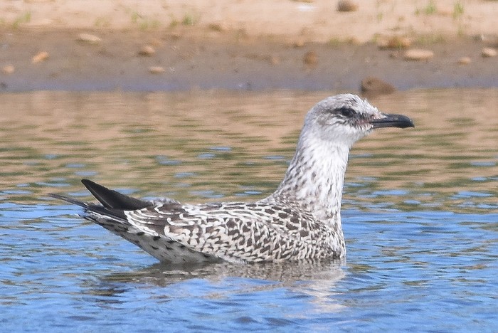 Yellow-legged Gull