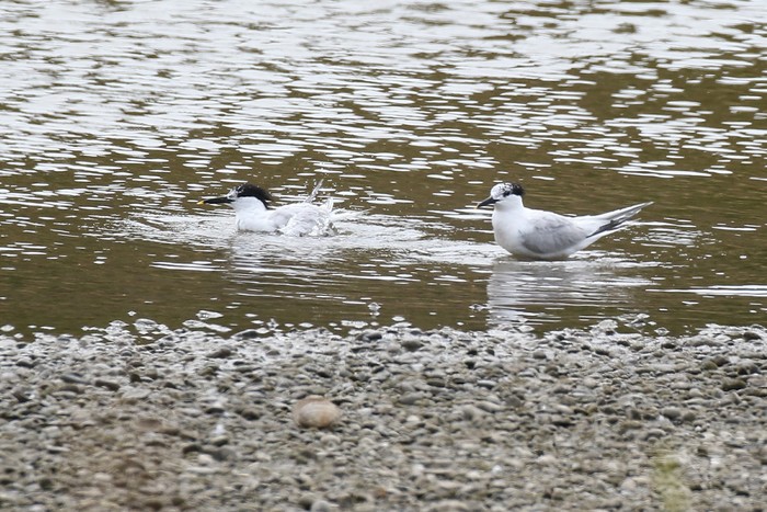 Sandwich Tern