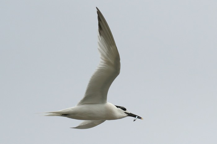 Sandwich Tern