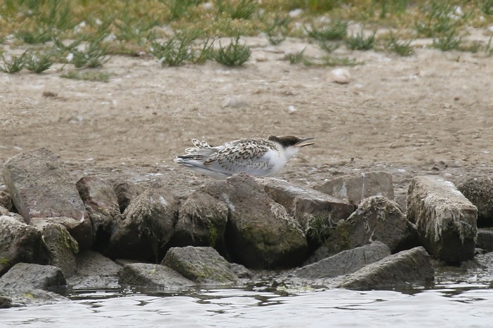 Sandwich Tern