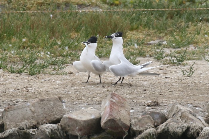 Sandwich Tern