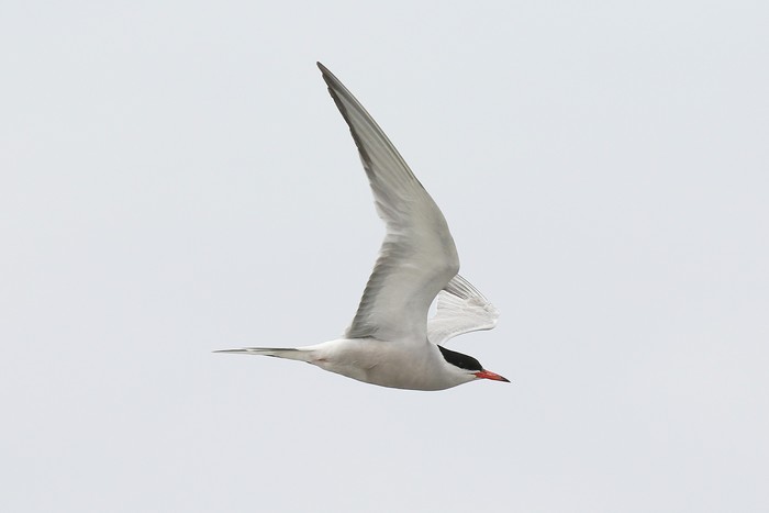 Common Tern