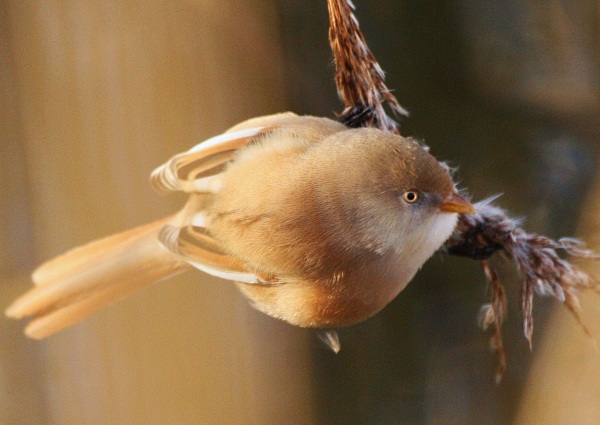 Bearded Tit