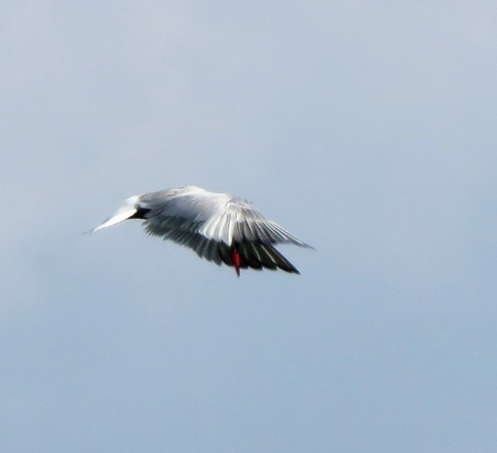 Common Tern