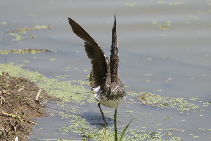 Green Sandpiper