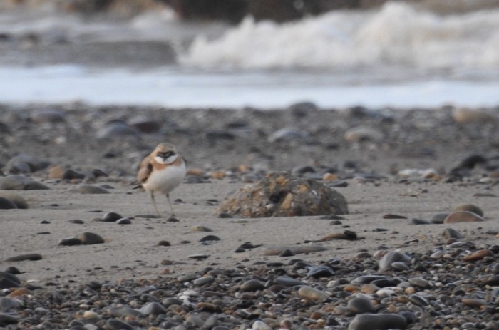 Greater Sand Plover