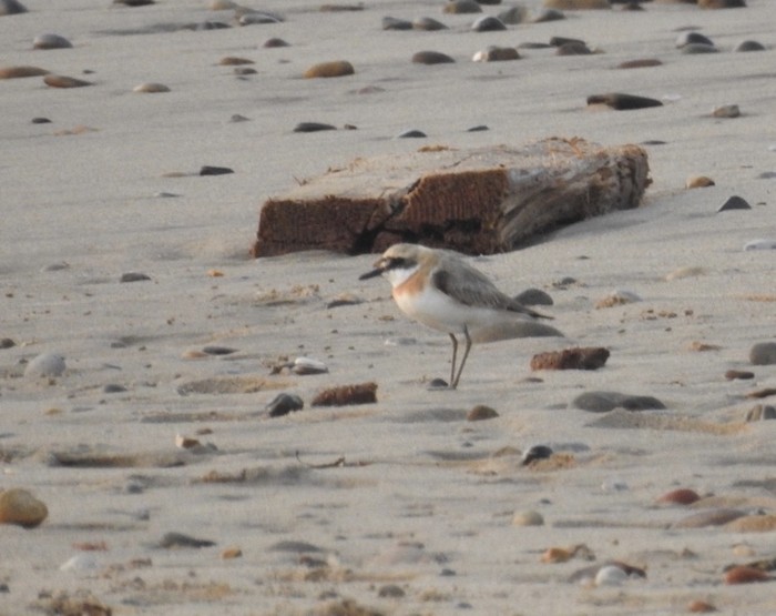 Greater Sand Plover