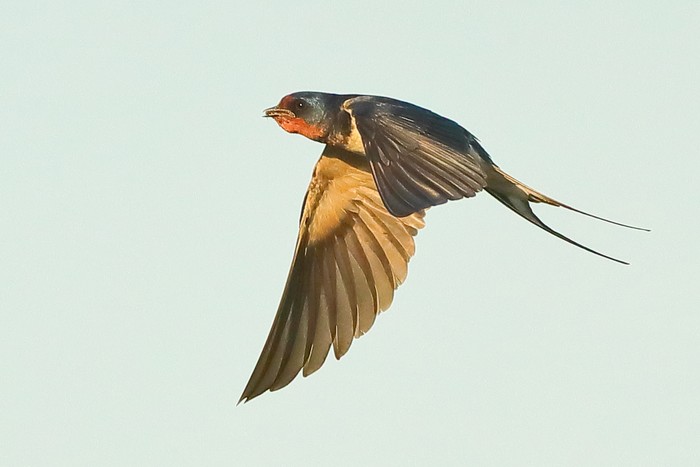 Swallow