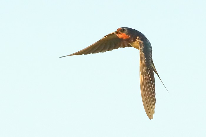Swallow
