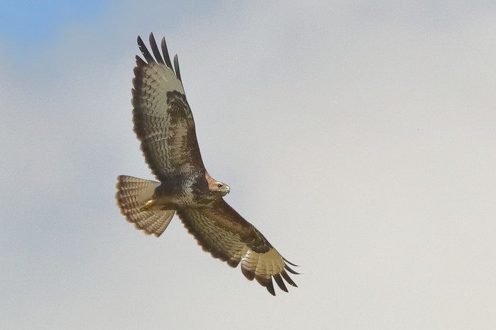 Buzzard
