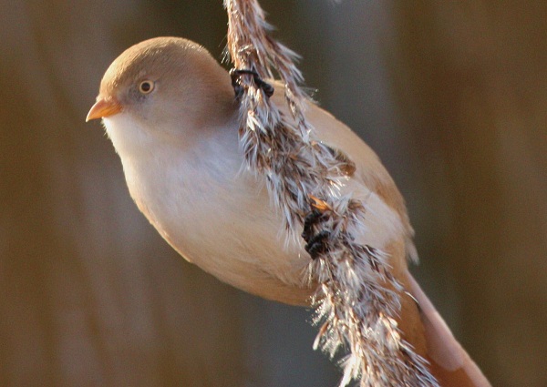 Bearded Tit