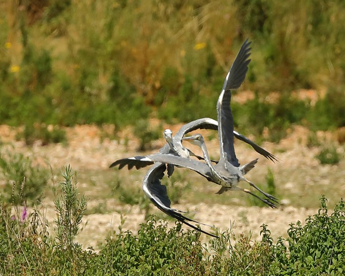 Grey Heron