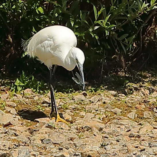 Little Egret