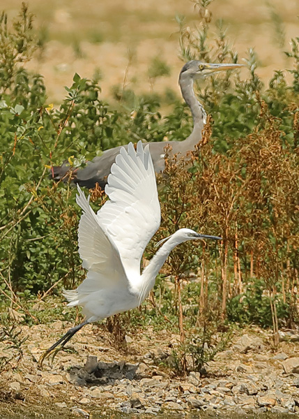 Little Egret