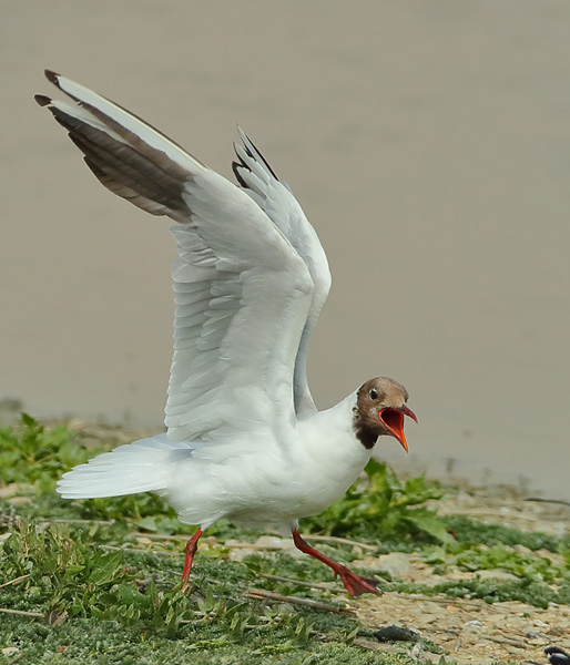 Black-headed Gull