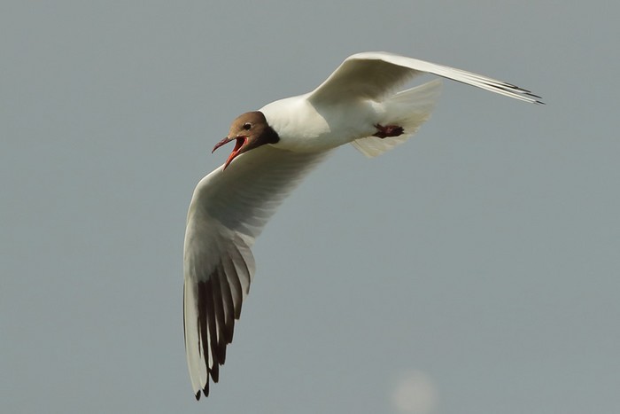 Black-headed Gull