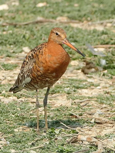 Black-tailed Godwit