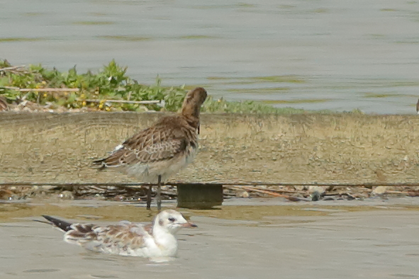 Continental Black-tailed Godwit