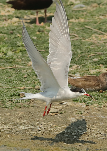 Common Tern