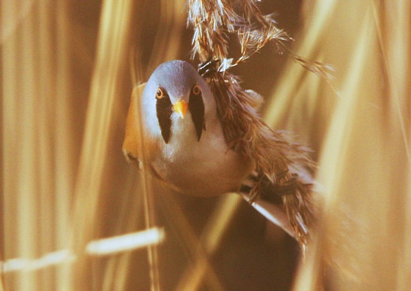 Bearded Tit