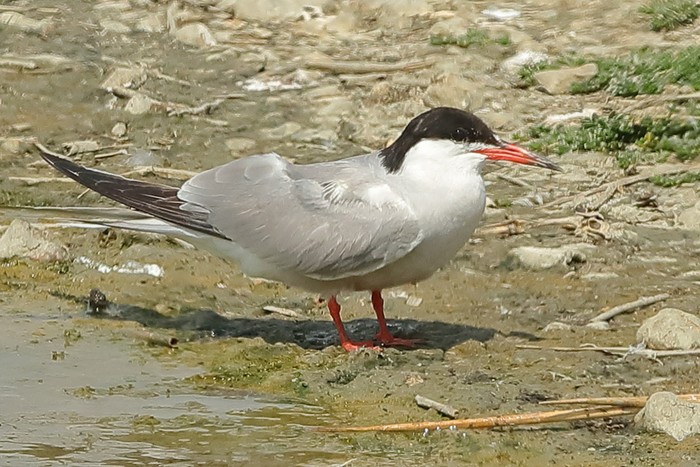 Common Tern