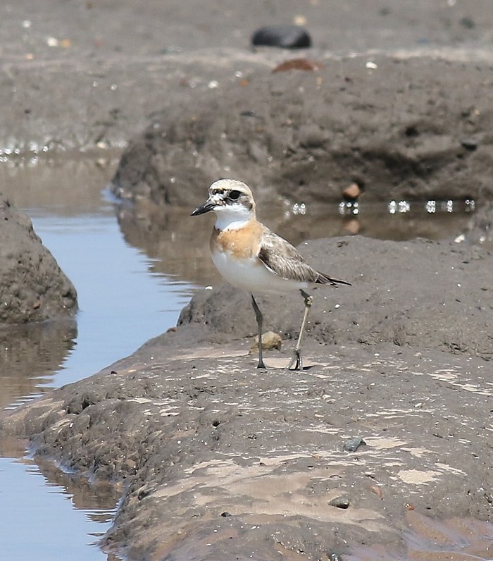 Greater Sand Plover