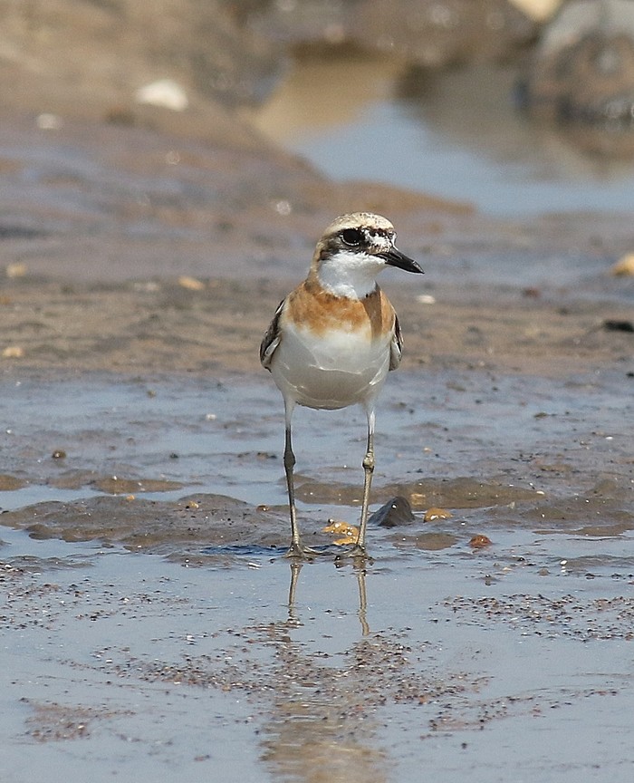 Greater Sand Plover