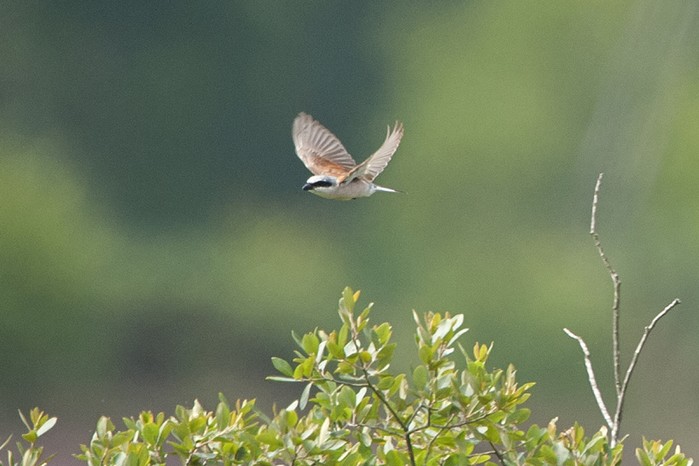 Red-backed Shrike
