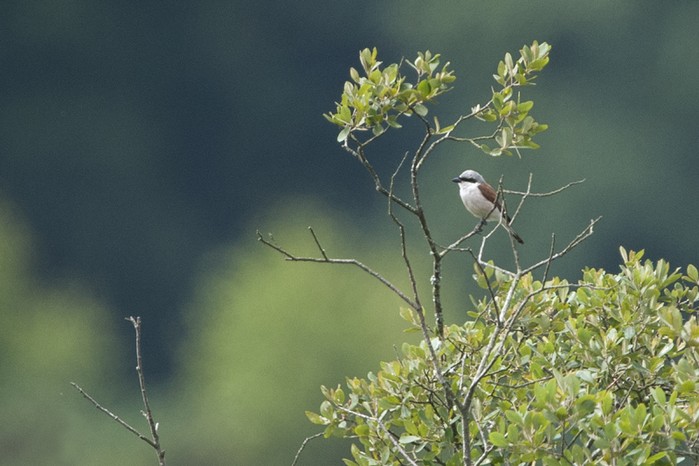 Red-backed Shrike