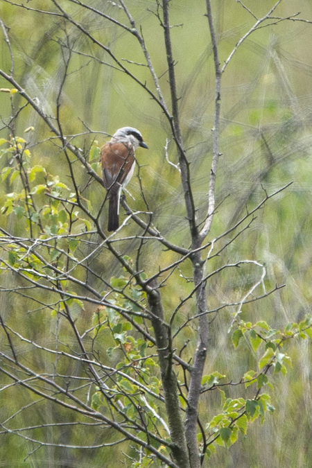 Red-backed Shrike