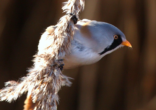 Bearded Tit
