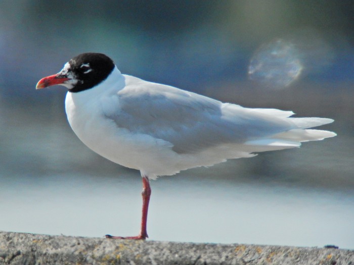 Mediterranean Gull
