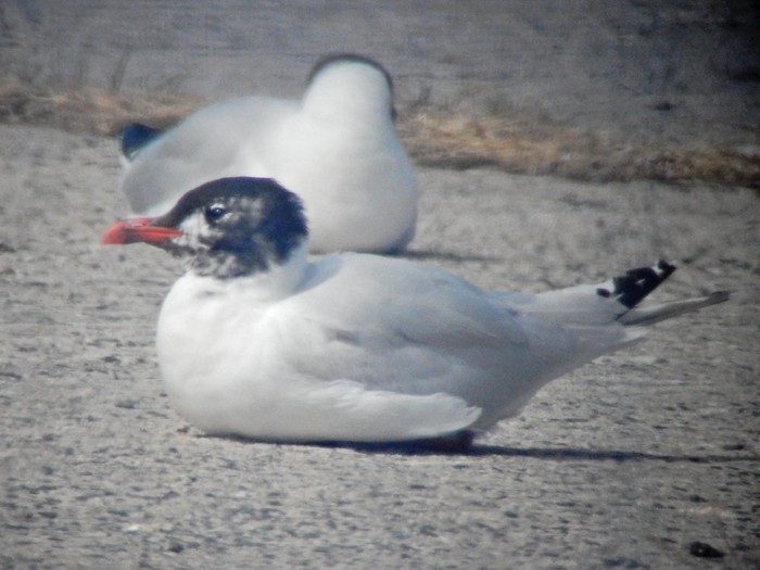 Mediterranean Gull