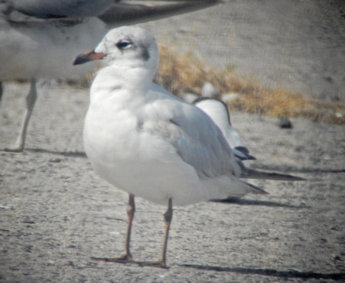 Mediterranean Gull