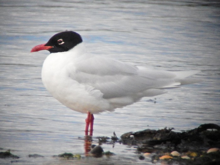 Mediterranean Gull