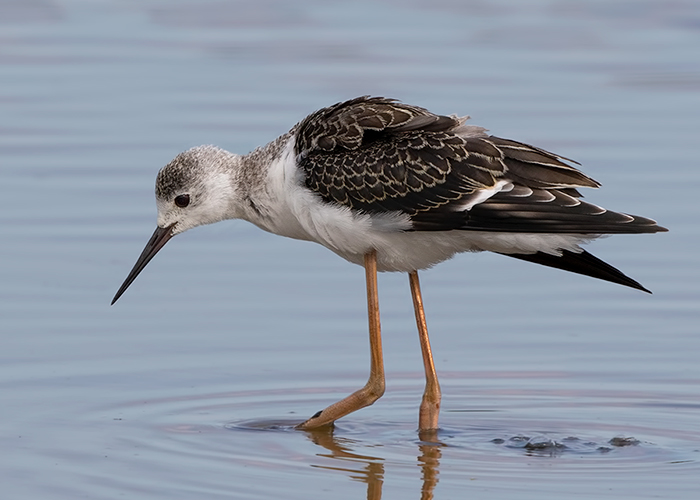 Black-winged Stilt