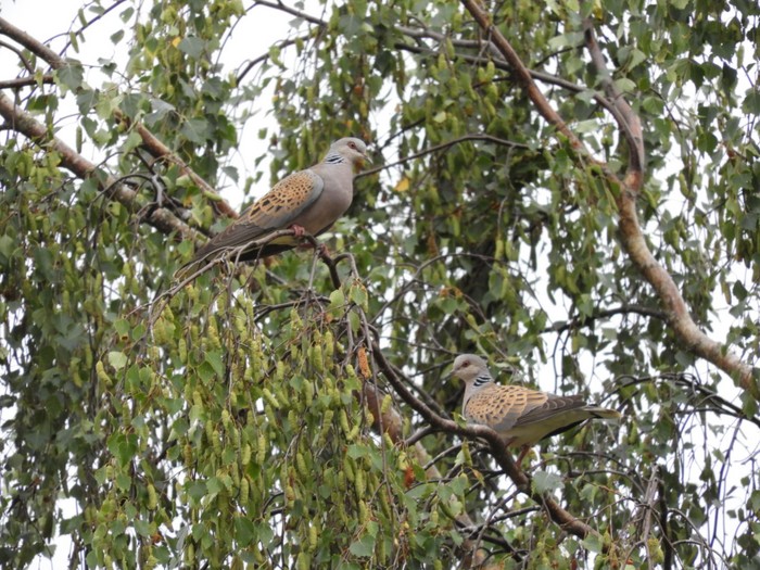 Turtle Dove