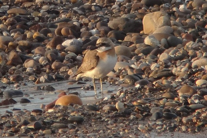 Greater Sand Plover
