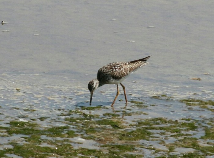 Lesser Yellowlegs