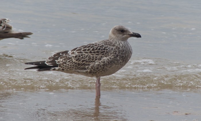 Yellow-legged Gull