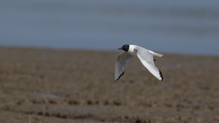 Bonaparte's Gull