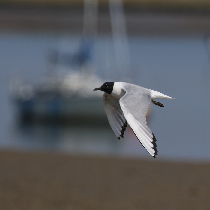 Bonaparte's Gull